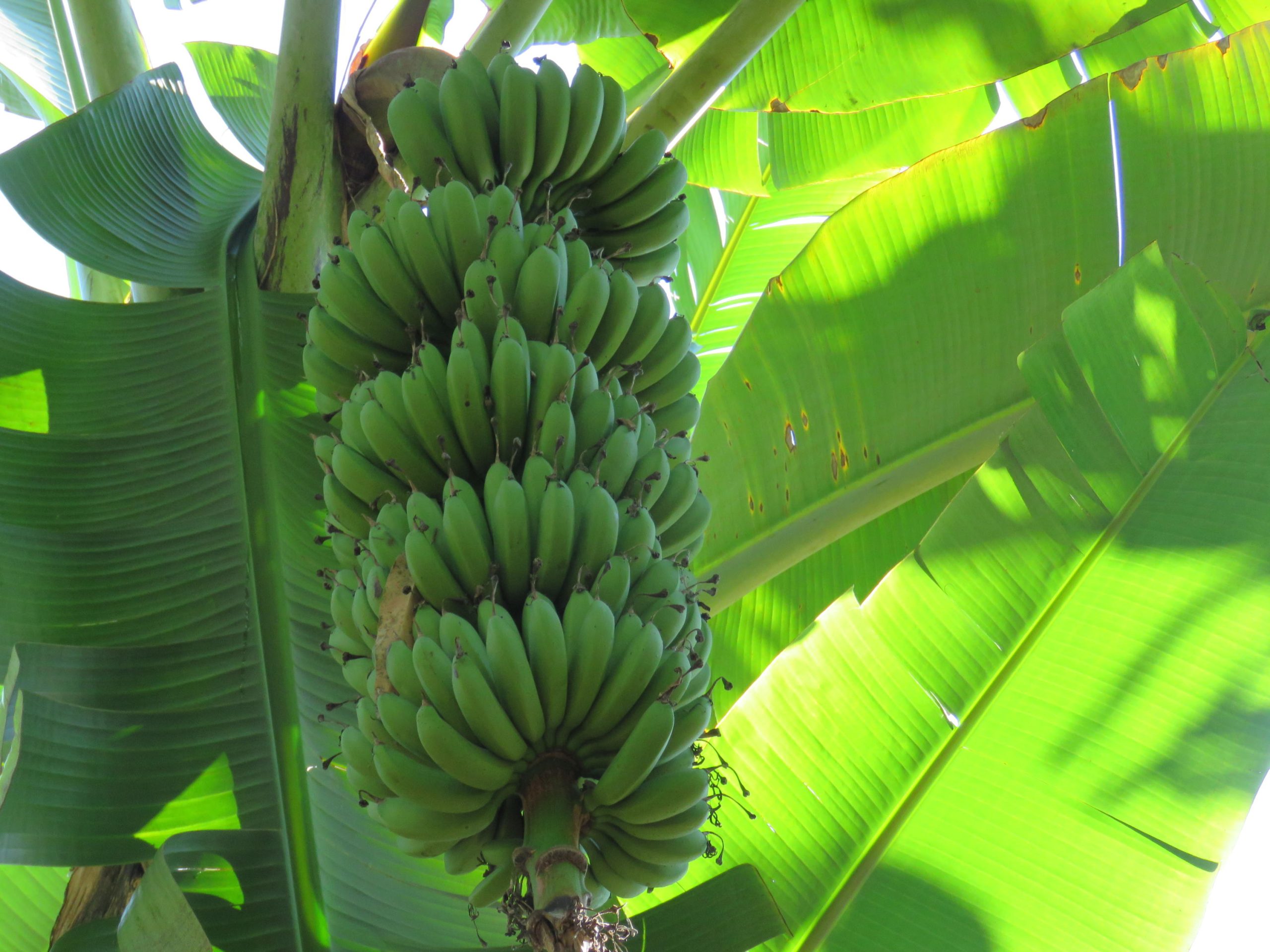 Frutas “tipicamente brasileiras” mas que não são daqui
